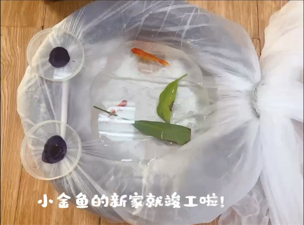 生物-孟雨桐 我给小金鱼安个家.jpg 生物-孟雨桐 我给小金鱼安个家.jpg