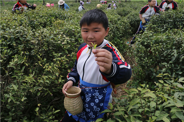 8   我采的茶尖.jpg