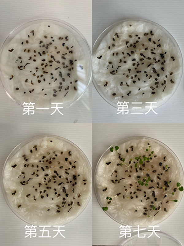 丹参发芽过程.jpg