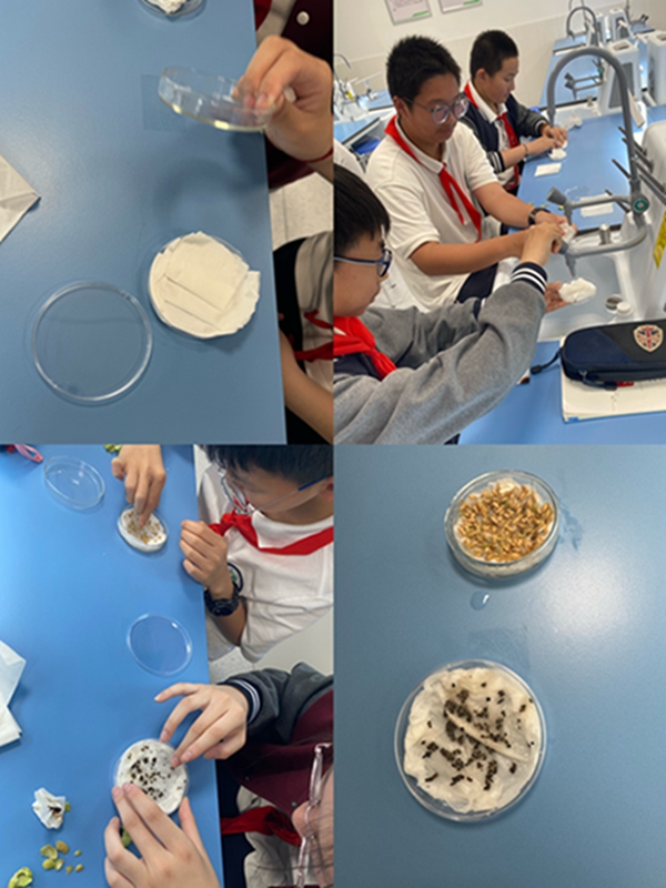 种子发苗实验.JPG