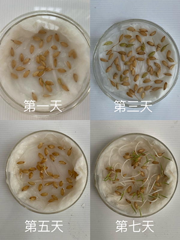 水稻发芽过程.jpg
