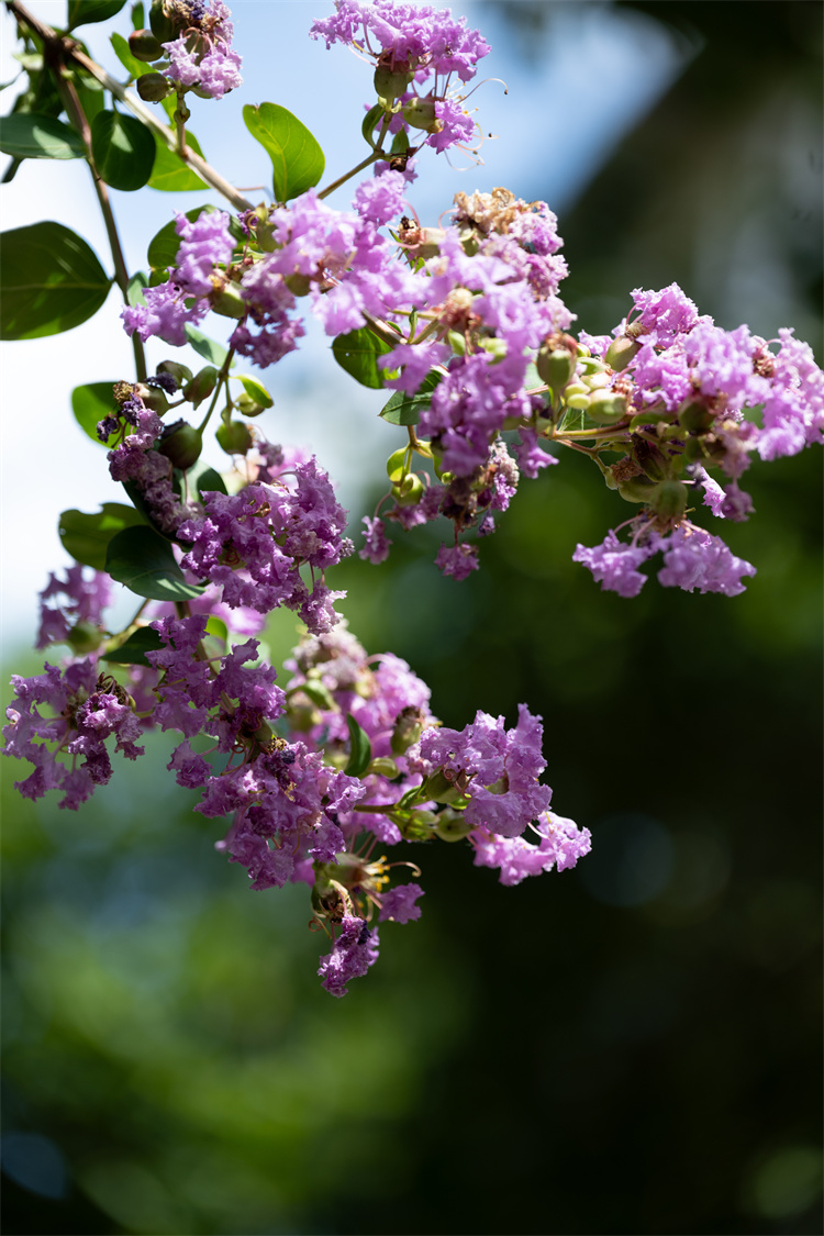 高二13班张鑫_碎紫摇风.jpg 高二13班张鑫_碎紫摇风.jpg