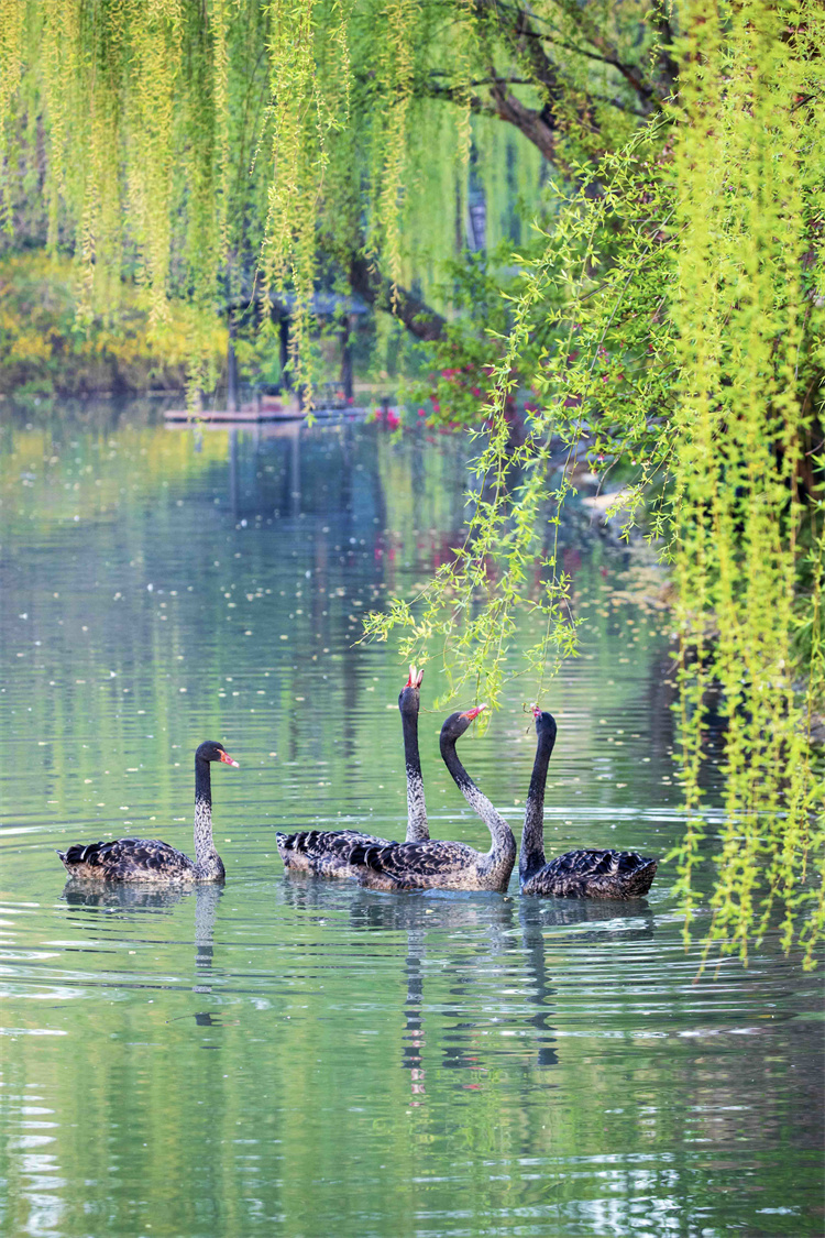 高一9班-刘雨菡-天鹅戏柳.jpg 高一9班-刘雨菡-天鹅戏柳.jpg