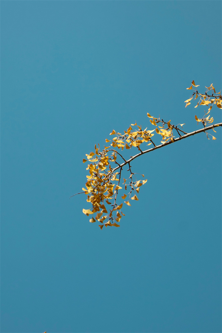 高一6班 朱浩辰 《金秋》.jpg 高一6班 朱浩辰 《金秋》.jpg